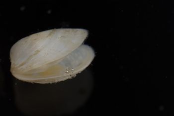 Media type: image;   Malacology 393892